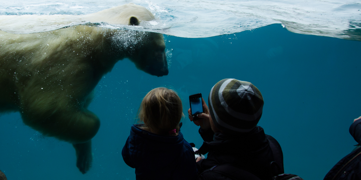 Het glasverhaal van Ouwehands Dierenpark. Neus aan neus met de ijsberen.
